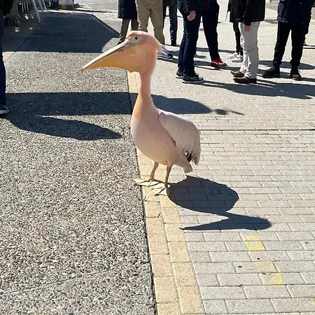 Apartman Beautiful 2 Bed In Valley, Paphos *